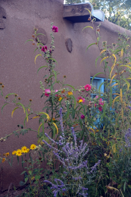 flowers against stucco